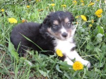 puppies
