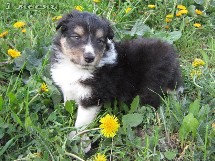 puppies