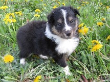 puppies