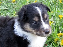 puppies