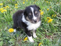 puppies