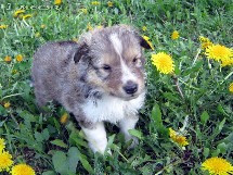 puppies