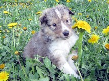 puppies