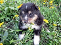 puppies