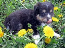 puppies