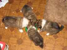 puppies