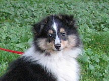 puppies