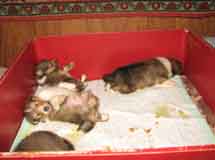 puppies