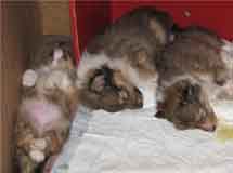 puppies