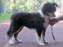 puppies