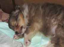 puppies