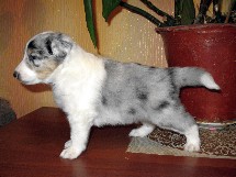 puppies