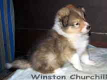 puppies