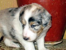 puppies