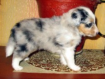 puppies