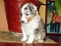 puppies