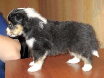 puppies