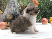 puppies