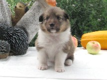 puppies