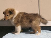 puppies