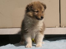 puppies