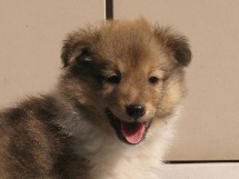 puppies