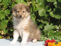 puppies