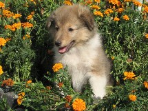 puppies