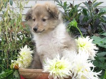 puppies