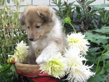 puppies