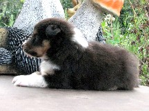 puppies