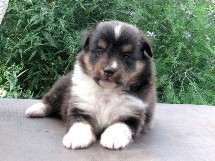 puppies