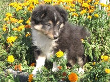 puppies