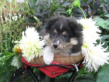 puppies