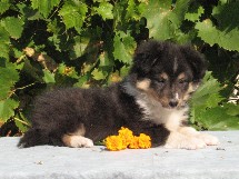 puppies