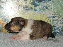 puppies