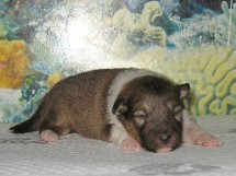 puppies