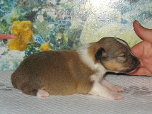 puppies