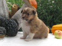 puppies