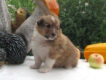 puppies