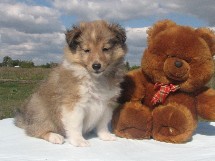 puppies