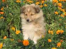 puppies