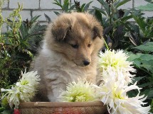 puppies