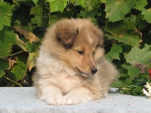 puppies