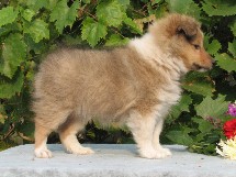 puppies
