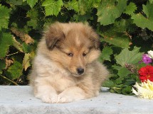 puppies