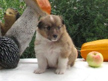puppies