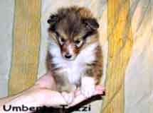 puppies
