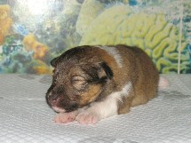 puppies
