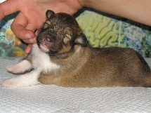 puppies